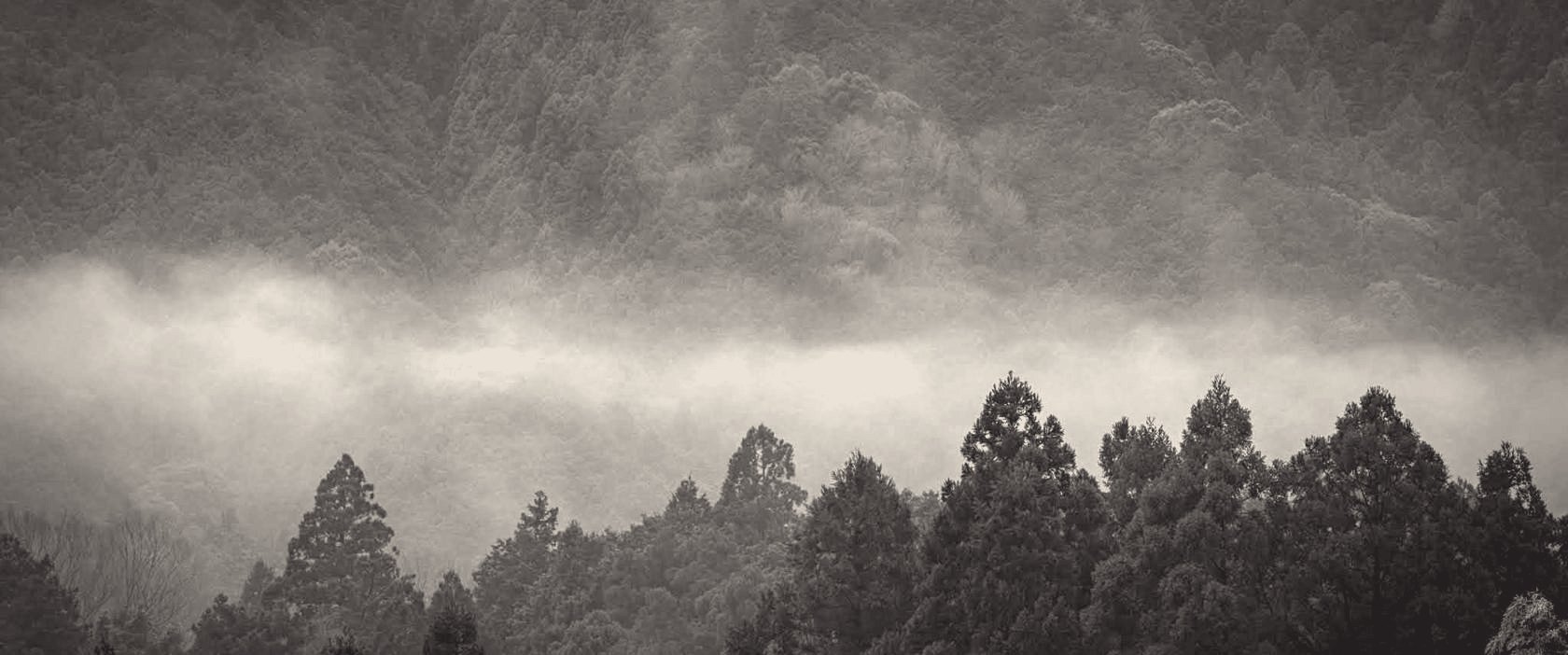Mist over cedar forest at dusk