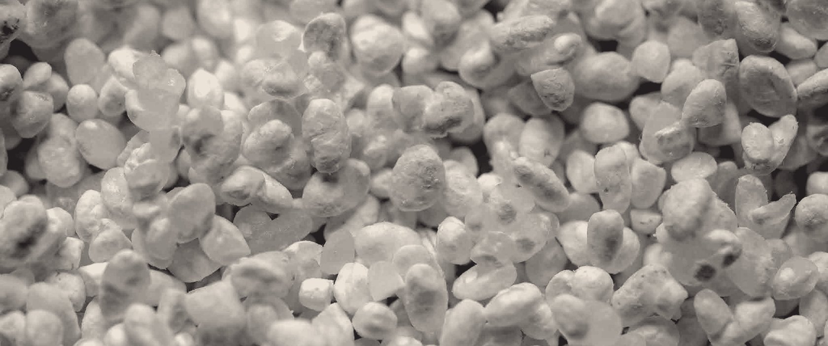 Polished Nihonshu rice